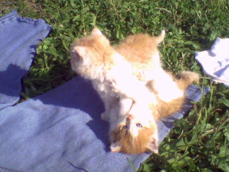 Foto: kdy� jsem byl je�t� mal� kluk,...-kocourky jsem dostala na ja�e 2006, je to kocour domac�, vesnick�. dostala jsem sourozeneck� p�r, dva kluky, jako buky.z mal� kocourka,kter� prvn� sv� dny stravil u n�s v byt� se stal kr�sn� kocour.