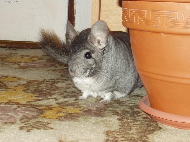 Foto: Montynka-U� m� vid�te?