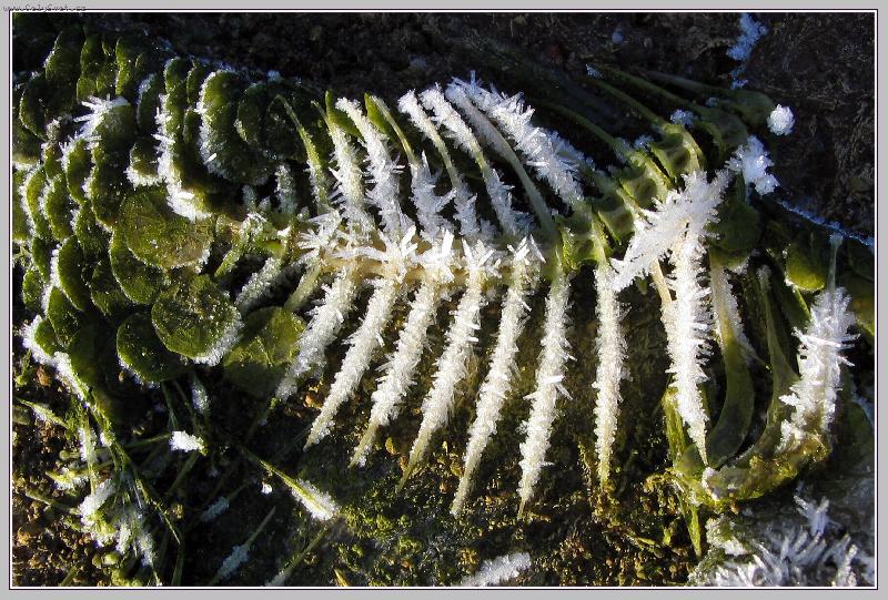 Foto: �asn� zima-Namrzl� rostlina rann� jinovatkou