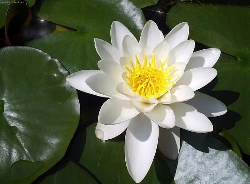 Foto: Vodn� kr�ska