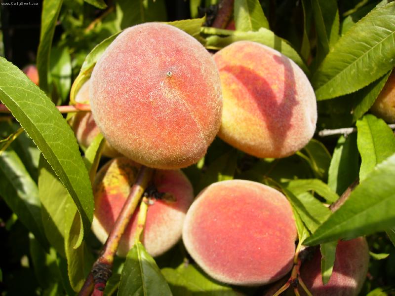 Foto: zraj�c� broskve