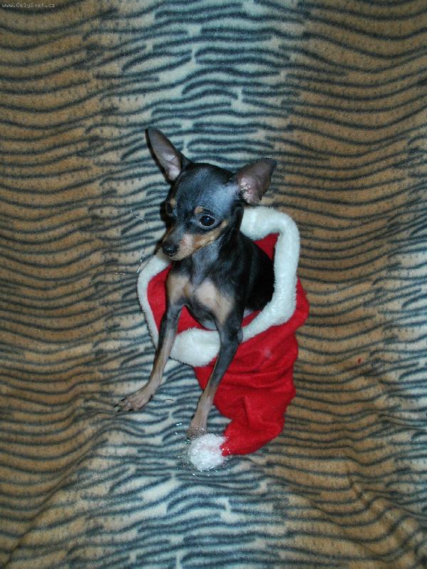 Foto: Eralash Hadja Nassreddin/Russian toy terrier