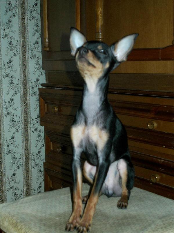 Foto: Eralash Hadja Nassreddin/Russian toy terrier