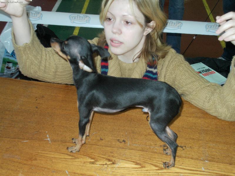 Foto: Eralash Hadja Nassreddin/Russian toy terrier