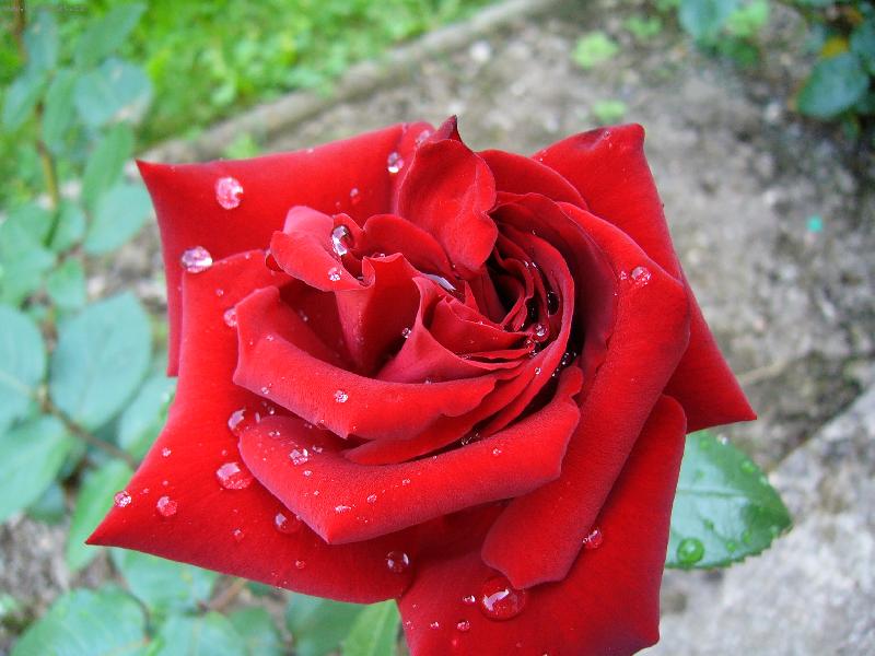 Foto: Sametov� r��e