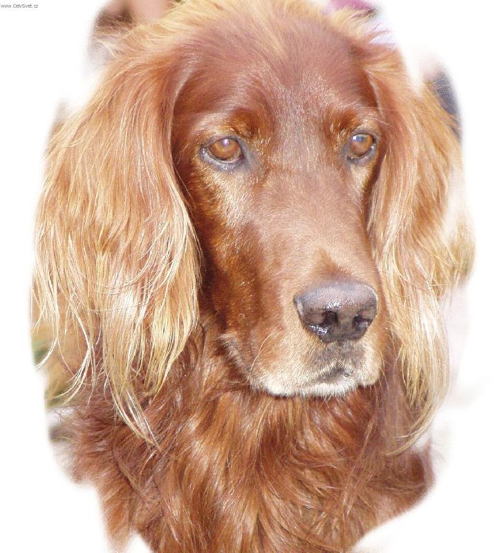 Foto: Fotka k 7 narozenin�m-Irsk� setr