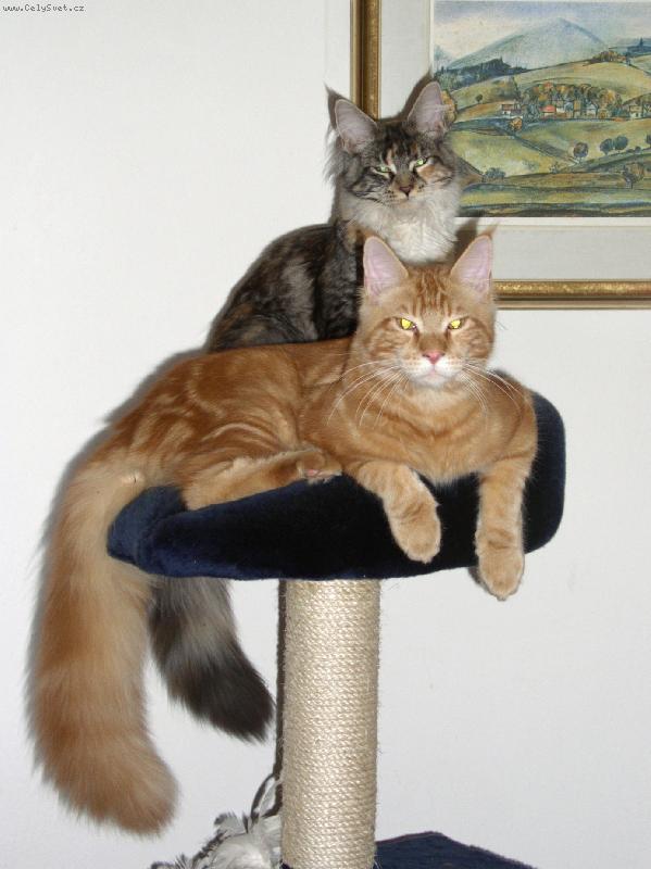 Foto: Mainky