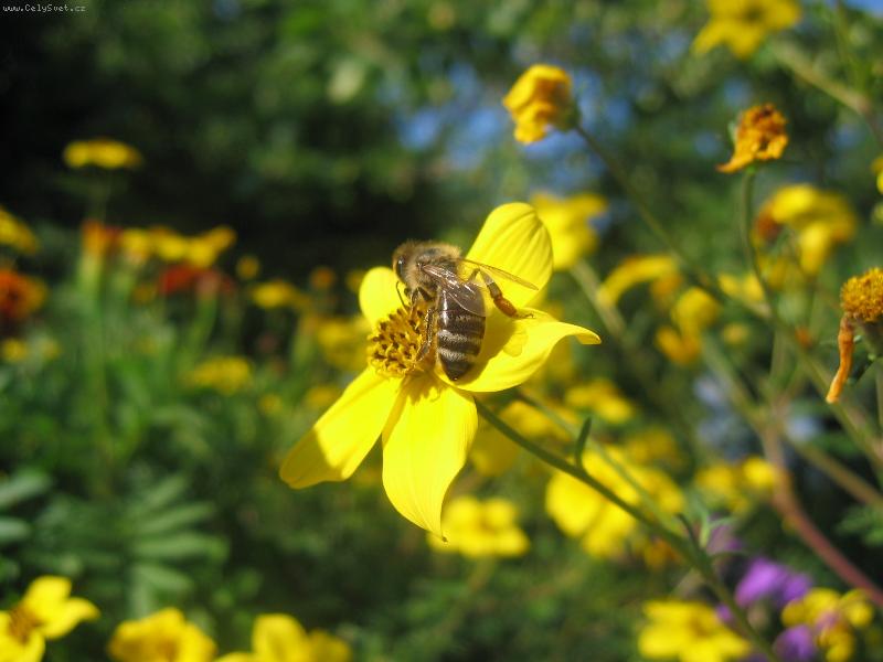 Foto: v�elka na kv�tu