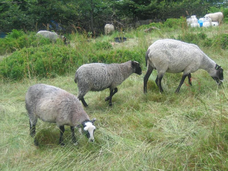 Foto: ove�ky na Pustevn�ch