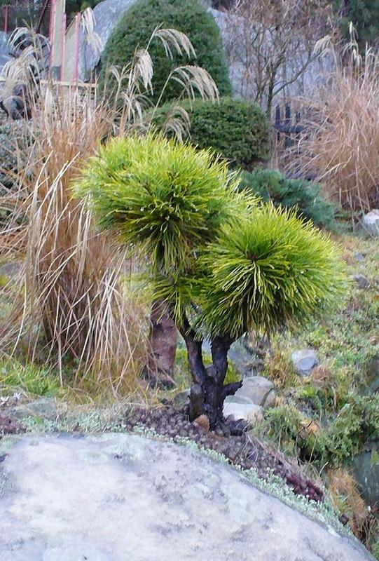 Foto: p��rodn� bonsaj