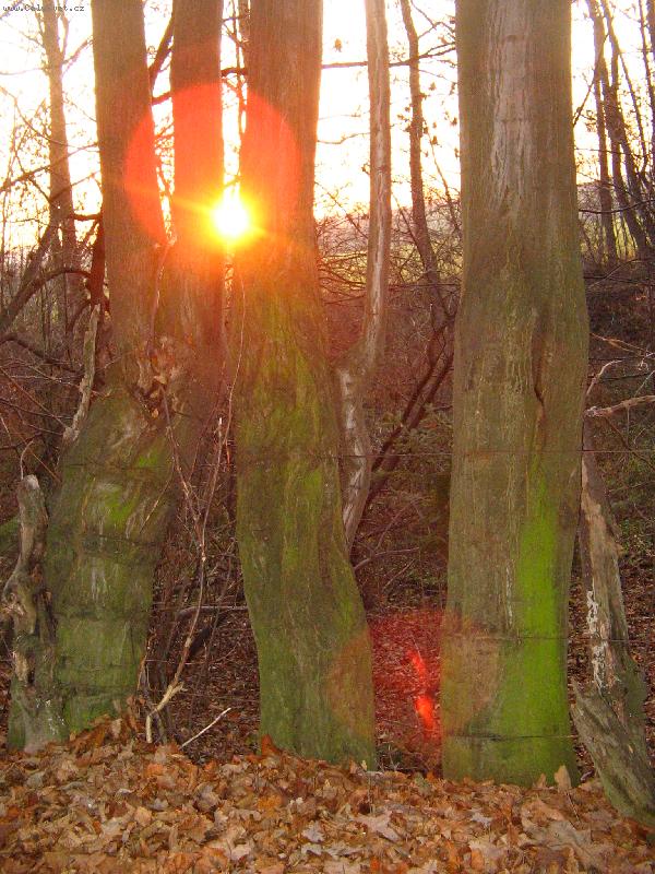 Foto: rozhovor star�ch strom�