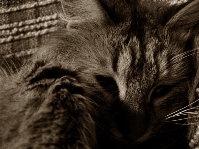 Foto: Kocka  Fan�a