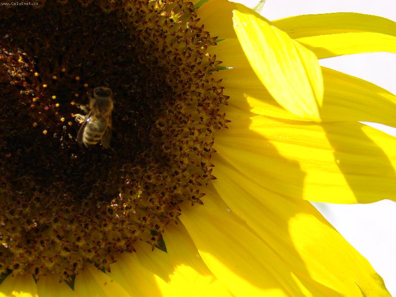 Foto: "slun��ko"