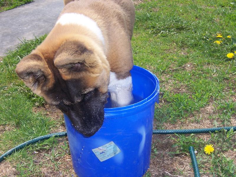 Foto: Monty - americk� akita-meju si nohy