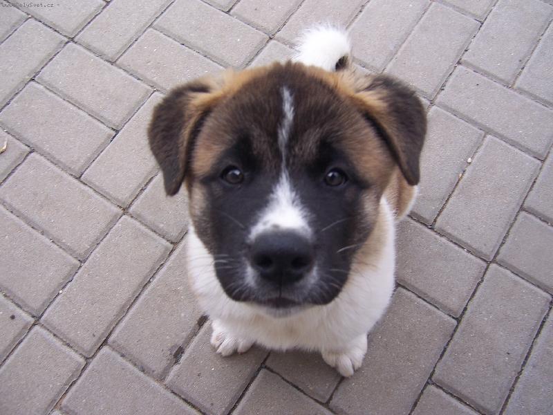 Foto: Caby Aobara - americk� akita-kuk