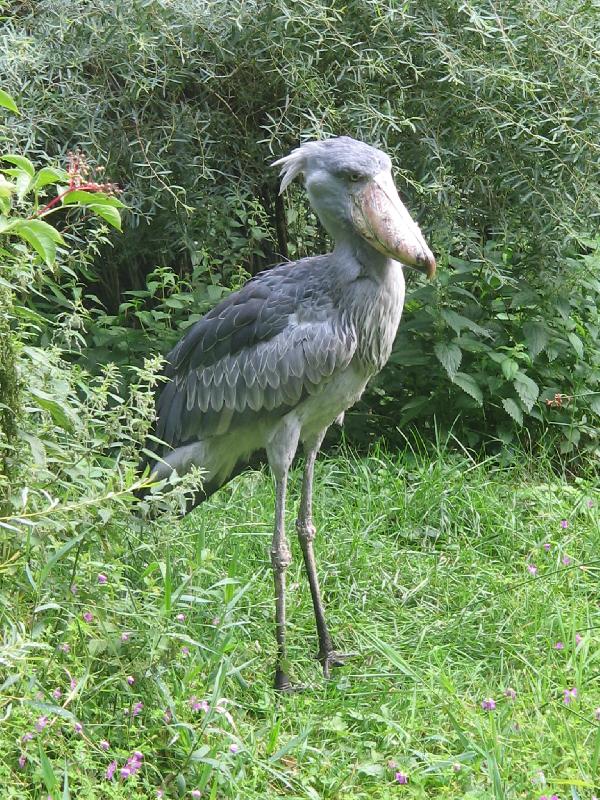 Foto: Stoj�m jako socha