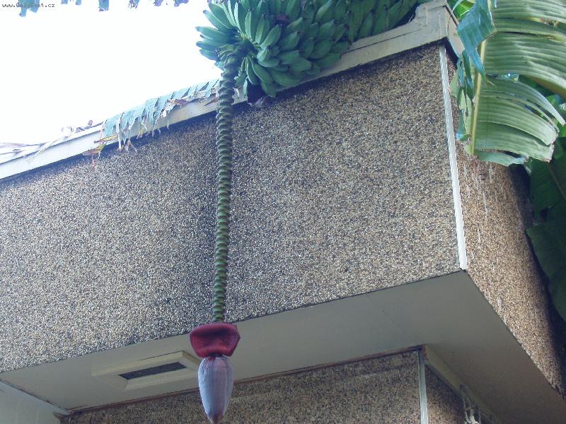 Foto: ban�novn�k-to jsem kr�sn� kv�t