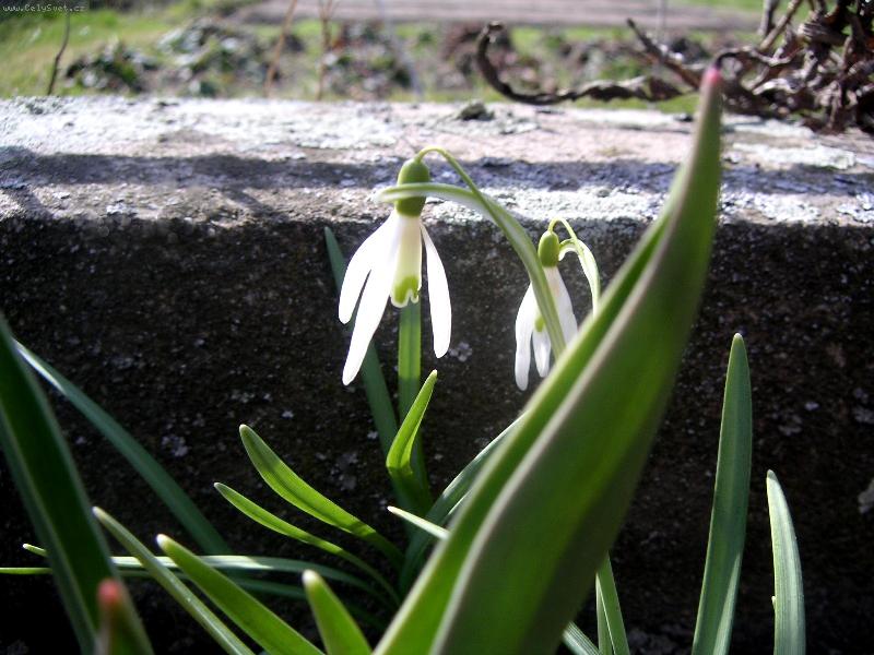 Foto: jarn� radost