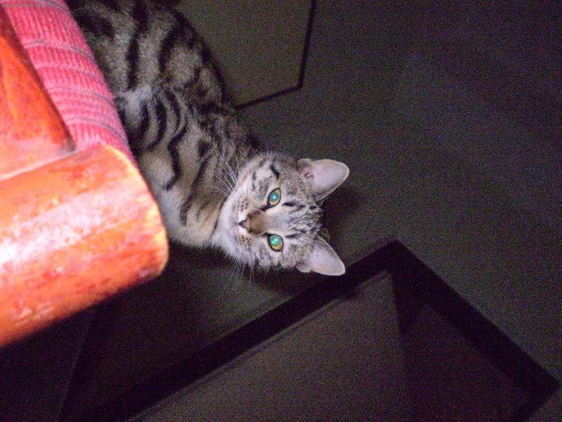 Foto: Ko�i�� �nava-Jak zivaj� ko�ky :-)