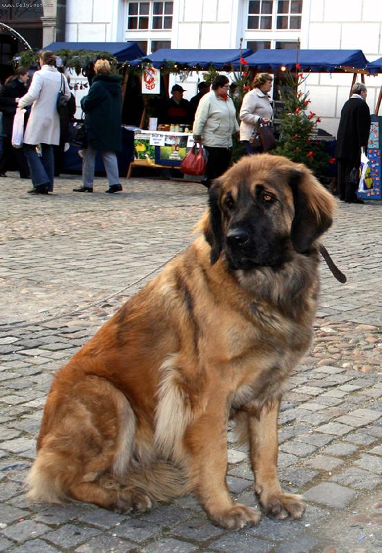 Foto: �ek�n�-pes �ek� na svou pani�ku