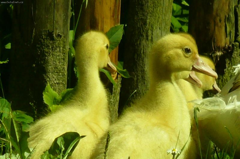 Foto: babi��iny ka�ky