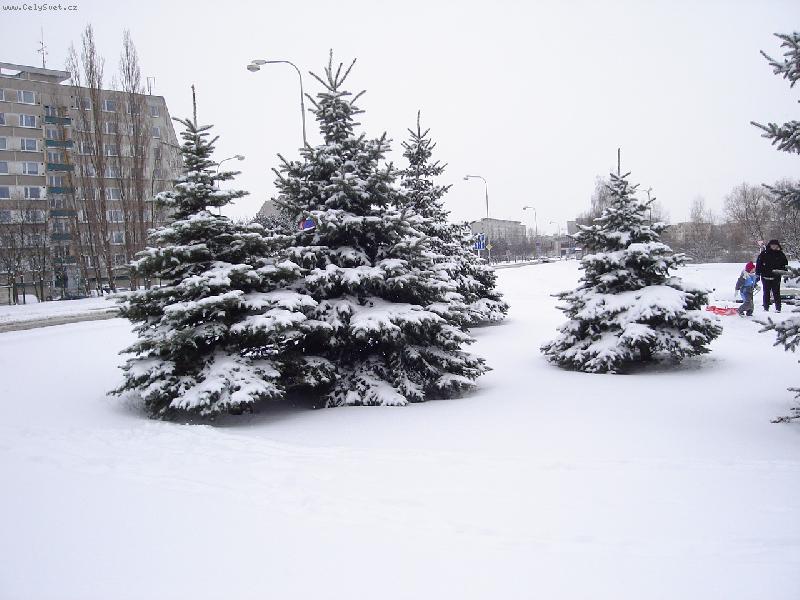 Foto: zima-zasn�en� smrky