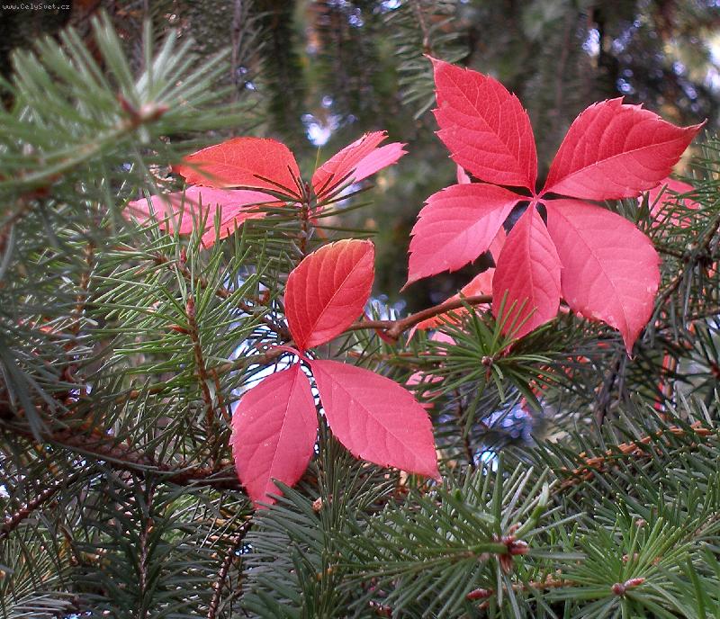 Foto: ZELEN� A �ERVEN�