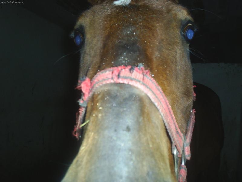 Foto: Had� mr�ka-�e m�m ale velk� nos..