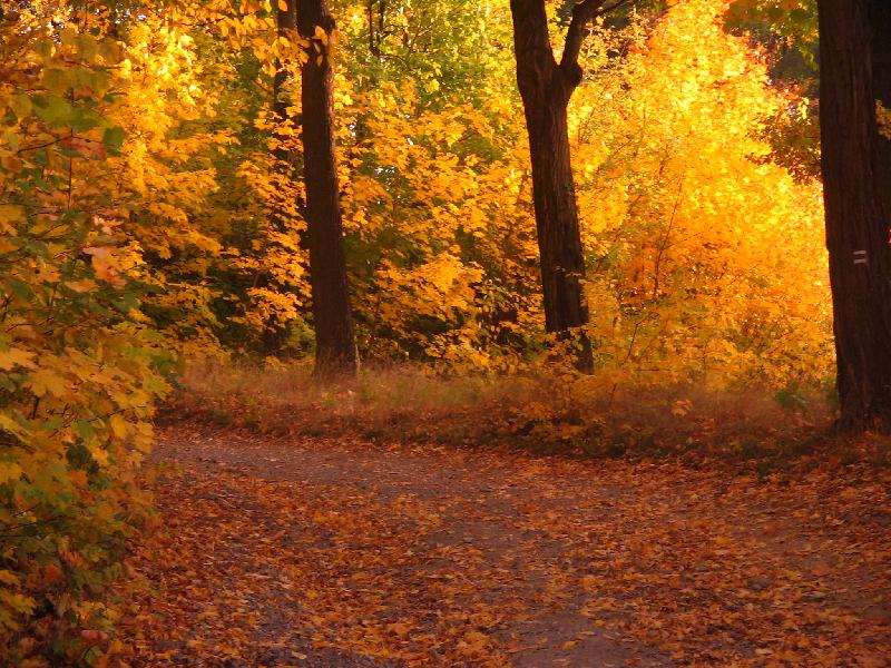 Foto: V lese-Fulneck� listopad