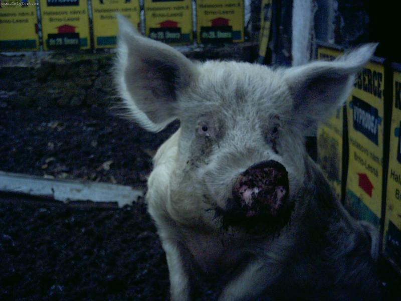 Foto: Pras�tko VOjta-Na�e pras�tko:)