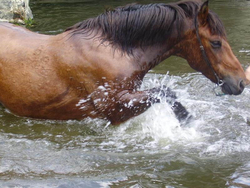 Foto: na�i mil��kov�-to je ale koupel