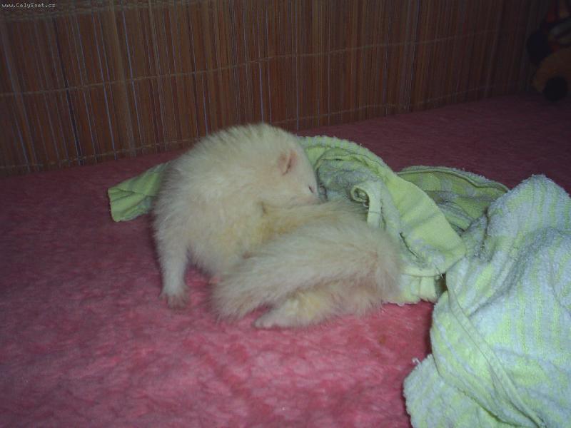 Foto: Fetka-Moje malink� Fifine�ka