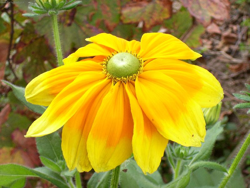 Foto: slun��ko v zahr�dce