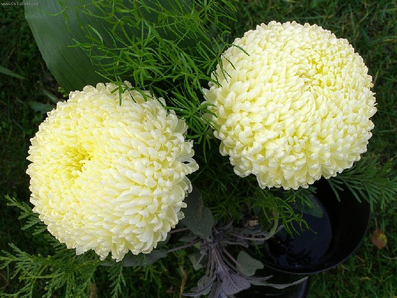 Foto: B�l� koule