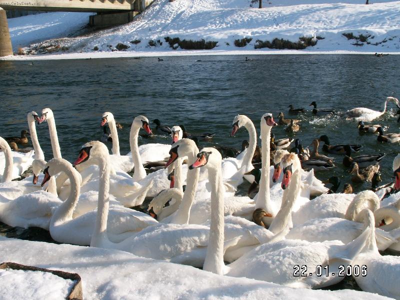 Foto: Labut� v Morav�