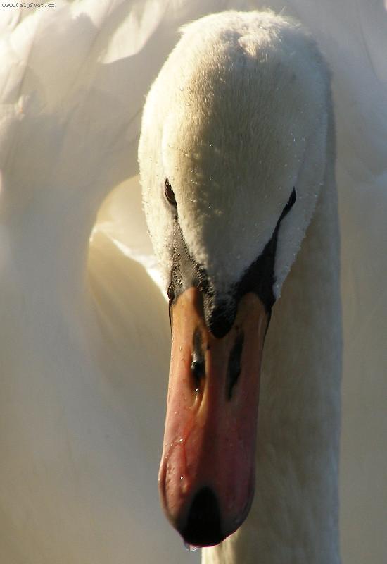 Foto: Portr�t v b�l�m