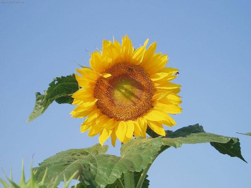 Foto: Jsem Sluncem a domovem pro mnoho v�el...