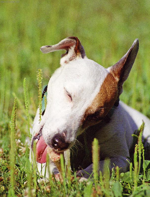Foto: Dusty-Radost