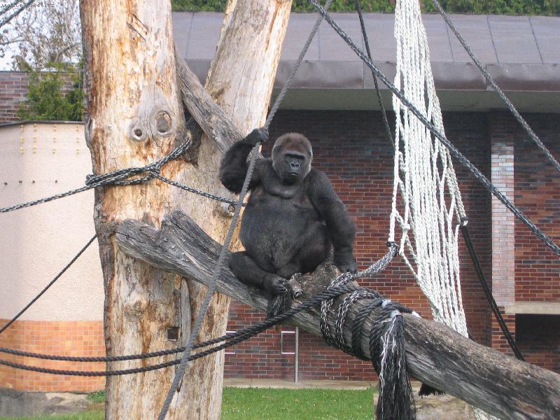 Foto: kl�dek,pohodi�ka,��dn� k�e�...-v ZOO