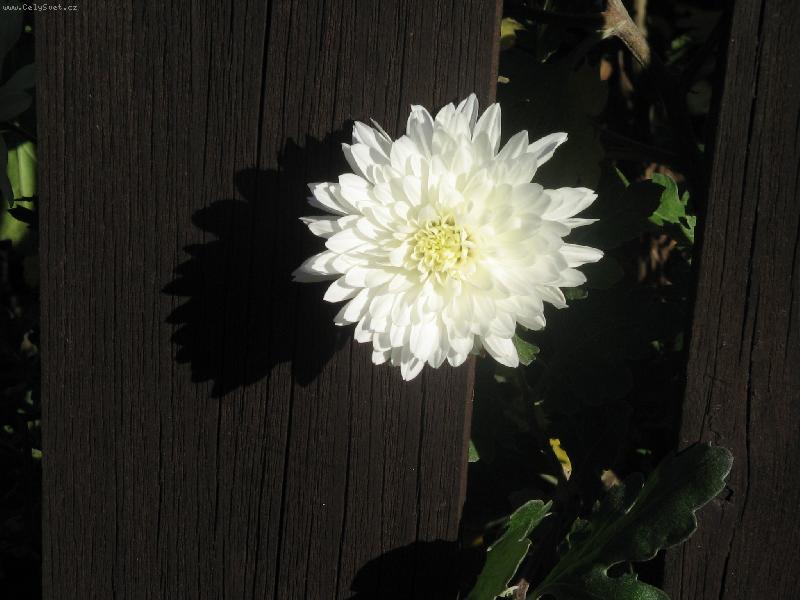 Foto: P��roda si v�dy cestu najde