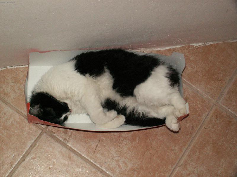 Foto: na�e opi�ka-...usnu v�ude a rostu