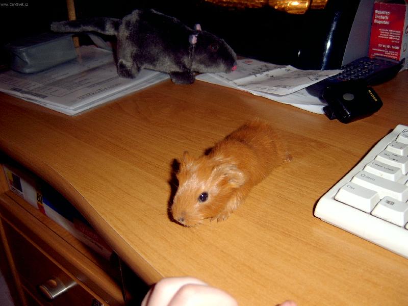 Foto: moje mor�e-Kr�sny hn�d�sek