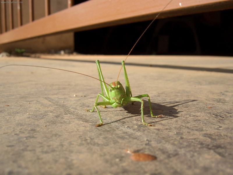 Foto: co ty ant�ny,slab� sign�l?