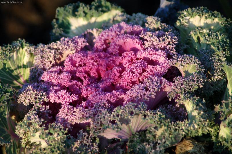 Foto: kapusti�ka-z t� zimy jsem cel� fialov�