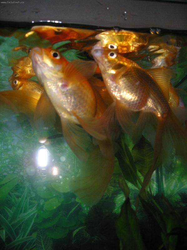 Foto: Z�vojnatky-Zlat��ka moje,u� �ekaj� na ve�e�i....