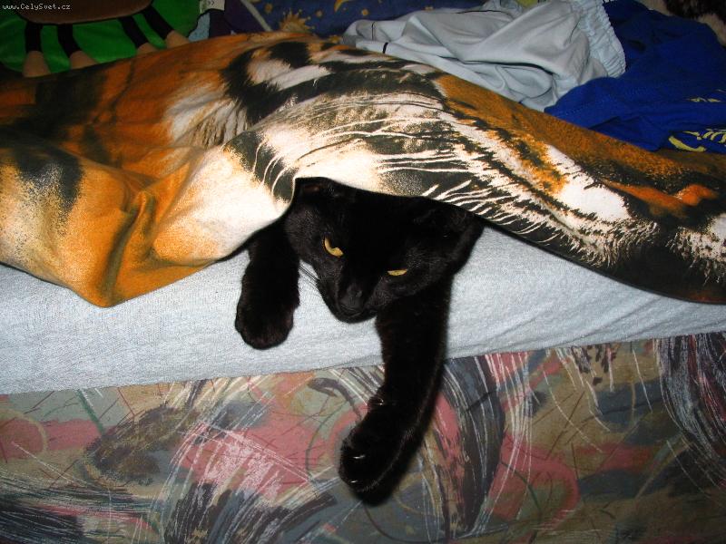 Foto: Dobr� r�no...-T���k to je moje �mucinka B�ra.Takhle tr�v� v�t�inu sv�ho �asu :)