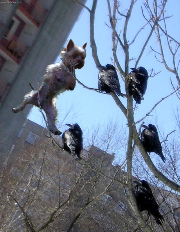 Foto: To kouk� havrane...-SUPERSKOK