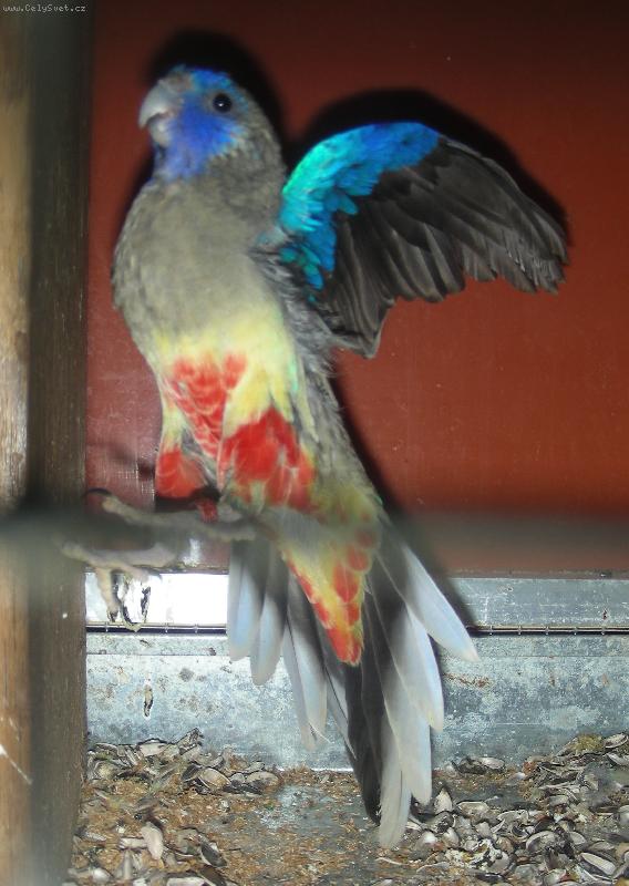 Foto: Papou�ek rudob�ich�