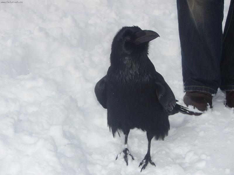 Foto: KRKAVEC-na proch�zce