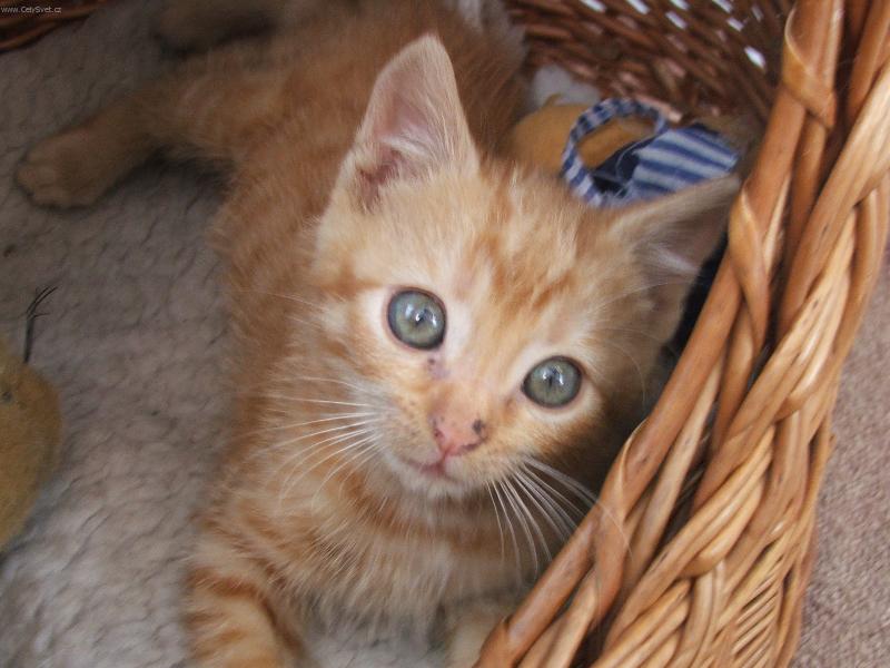 Foto: Honz�k-Zrzav� kocourek
